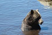 10 - Grouse Mountain - IMG_1524